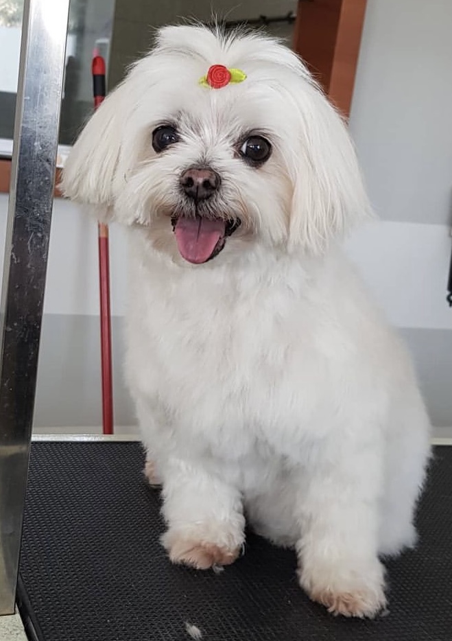 Sophie - Verdellino - Sei stata il mio punto di riferimento, la mia compagna di vita. Sei e sarai sempre con me. Grazie per questi 14 anni insieme Ti voglio un mondo di bene Elisa
