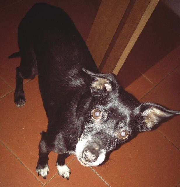 Chicco da Casorate Primo. Sarai sempre l’amore della mia vita, il mio migliore amico. Grazie per tutti i momenti vissuti insieme, grazie per avermi insegnato cosa significhi amare incondizionatamente, grazie per essere stato il mio compagno di vita, avrei voluto averti con me per sempre, ma ti porto dentro di me . Ti sento sempre vicino, sei la mia vita . È un arrivederci, Ti amo ora e sempre ❤️⭐️